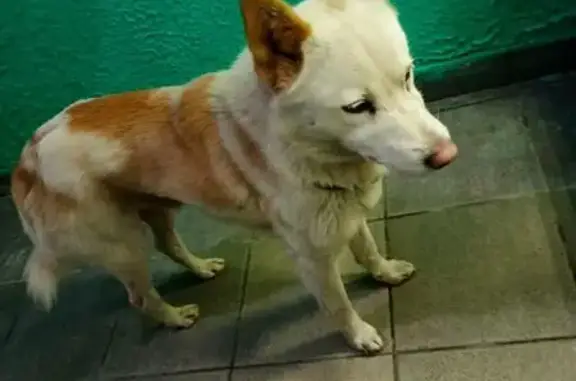 Светлая собака найдена на Оснабрюкской, 10 к1