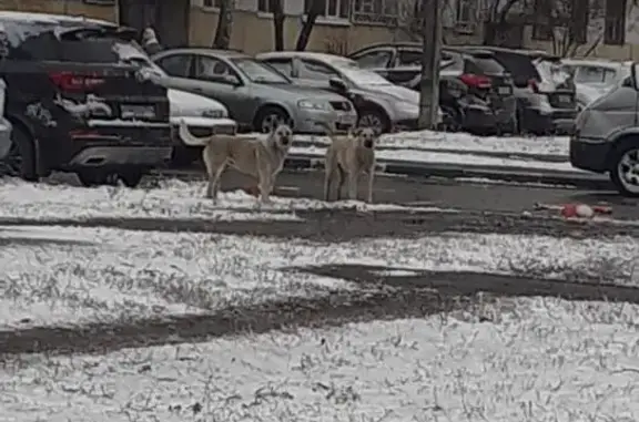 Собака найдена: Копейск, пр. Коммунистический