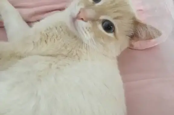 Пропала кошка, ул. Дружбы 3, Люберцы