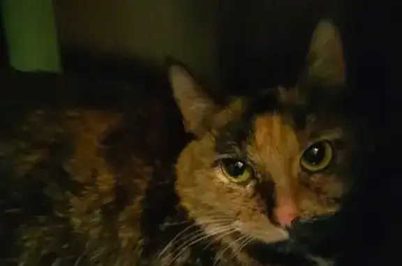 Найдена кошка, Москва, фото: Кошка найдена: Партизанская тропа, МО