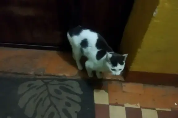 Найдена кошка, Шахунья, фото: Кошка найдена: ул. Веденина, 74, Шахунья