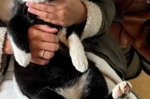 Пропала кошка, ул. Культуры 21, НН