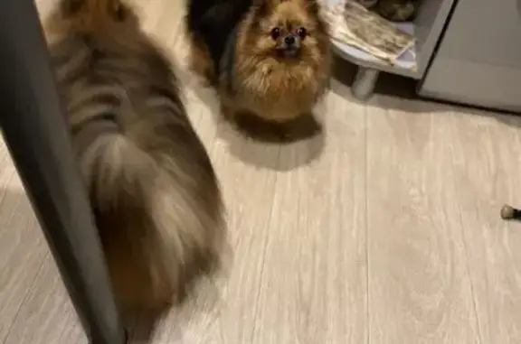 Пропала собака, Пермь, ул. Солдатова, 44Б