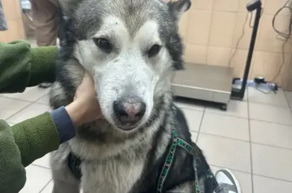 Найдена собака, Москва, фото: Найдена собака, МКАД, 16 км, Москва