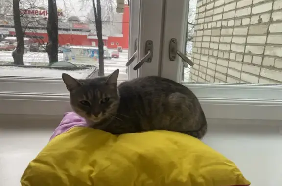 Пропала серая кошка, ул. Пряженникова