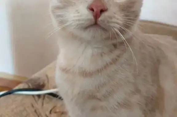 Пропала кошка, ул. Невского 32, Воронеж