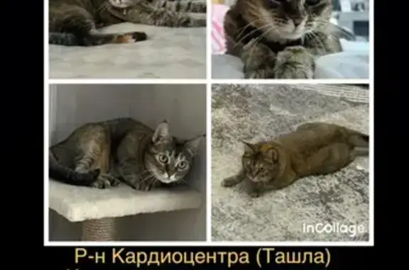 Кошки потеряшки, Ставрополь, фото: Потеряшка кошка, Сенная 11, Ставрополь