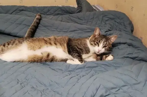 Пропала кошка, Оренбургская ул. 10А