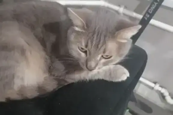 Пропала кошка, переулок Ржевского, 1