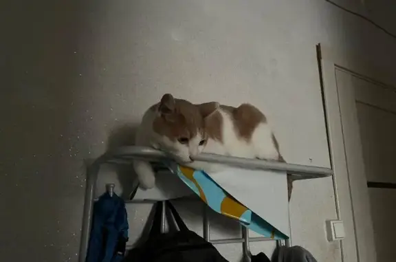 Кошки потеряшки, Белорецк, фото: Потеряшка кошка, Карла Маркса 72, Белорецк