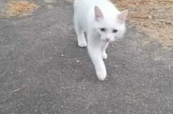 Пропала кошка, Спас-Деменск, 05.11.2025