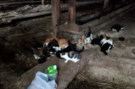 Найдена кошка, Вологодская область, фото: Собака найдена: М.Ульяновой, 2, Вологда