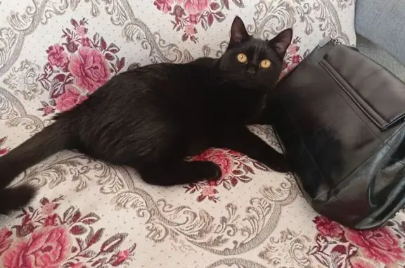 Пропала чёрная кошка, 47, МО