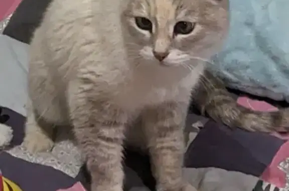 Найдена кошка, Владимир, фото: Тайка найдена: Горького 113Б, Владимир