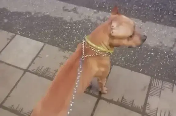 Пропала собака, Пермь, ул. Солдатова, 33