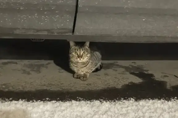 Найденные животные Мурманск, фото: Кошка найдена: Комсомольская 6, Мурманск