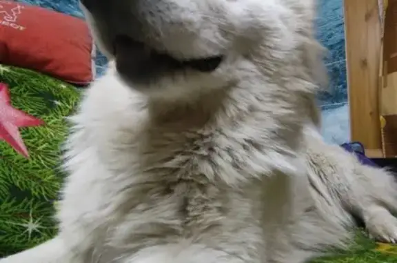 Пропала белая овчарка, Шуя, Иваново