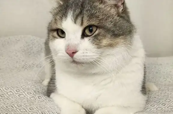 Кошка найдена: Фрязевская ул., Москва