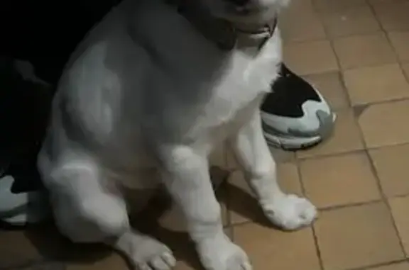 Найдена собака, Новосибирск, фото: Щенок найден на ул. Богдана Хмельницкого, 2/2