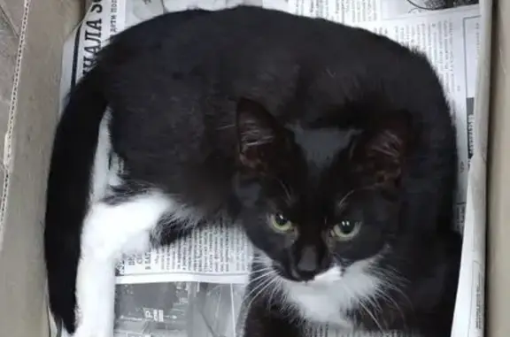 Найденные животные Костромская область, фото: Кошка найдена: Кострома, зелёный ошейник