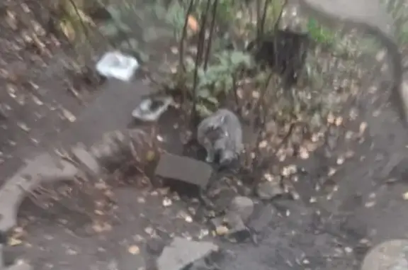 Кошка найдена, ул. Фадеева, Тверь