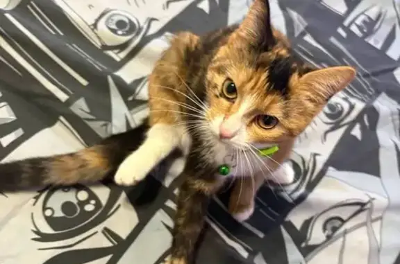 Пропала кошка, ул. Дружбы, 5, Сафоново