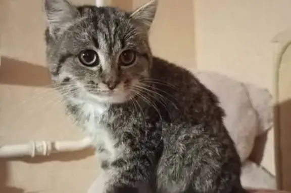 Кошка найдена, ул. Конституции СССР, 11