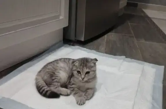 Найдена кошка, Тамбов, фото: Кошка найдена: Проезжая ул., 14, Тамбов