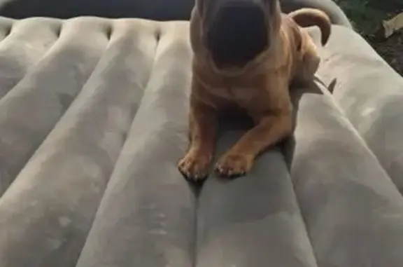 Пропала собака в лесу, МО, 9 мес.