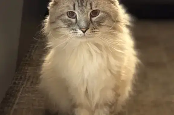 Пропала кошка в Подольске, МО