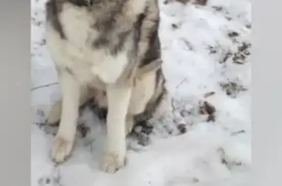 Собаки потеряшки, , фото: Потеряшка собака, Губарёвское с/п 20Н-10-28