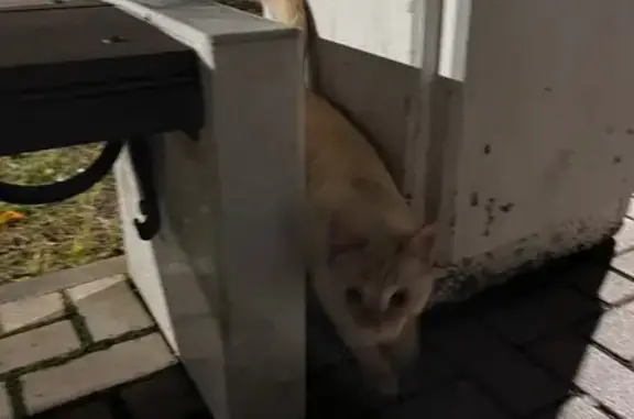 Кремовый кот найден в парке Амазония, Чебоксары