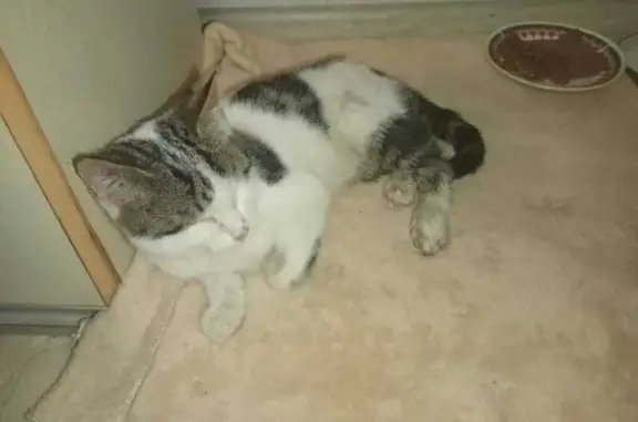 Котенок найден у трассы, 13 Елино - photo