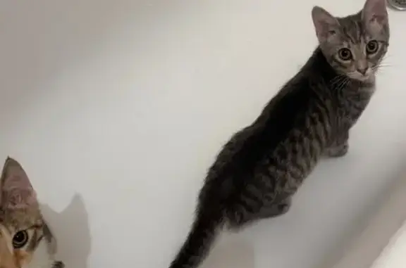 Пропала кошка, Белы Куна, 15 к3, СПб