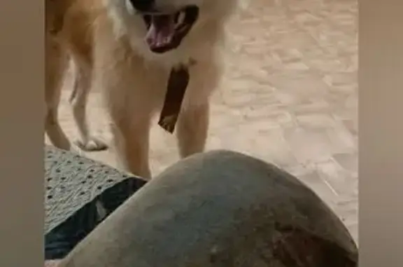 Пропала собака акита, 58Н-149, Кузнецк.