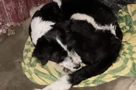 Собака найдена на ул. Бабушкина, Уфа