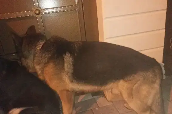 Найдена собака, Ставрополь, фото: Собака найдена, Можайский пер. 73, Ставрополь