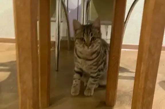 Найдена кошка, Белгород, фото: Кошка найдена: Ватутина, Белгород