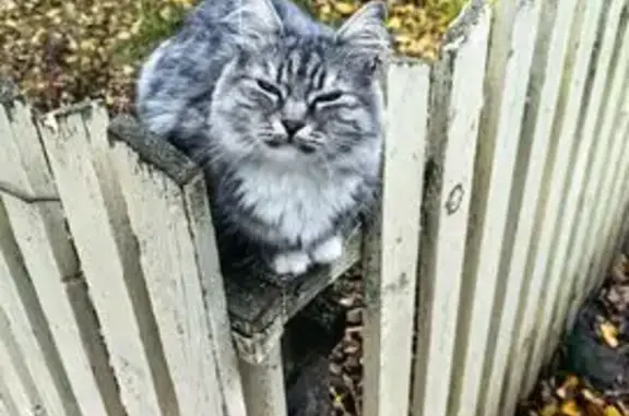 Найдена кошка, Коломна, фото: Найдена кошка, ул. Кошевого, 1, Коломна