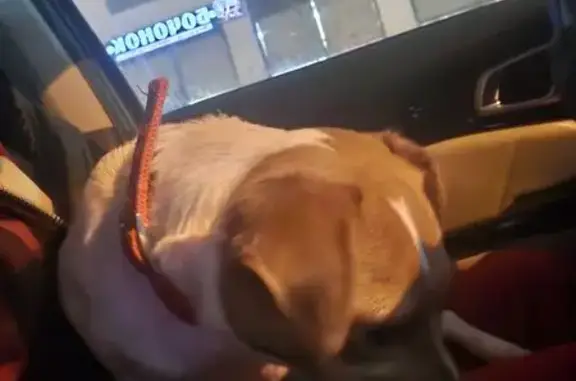 Найдена собака, Сапроново, фото: Собака найдена: Сапроново, красный ошейник