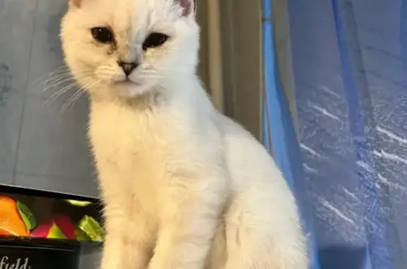 Кошки потеряшки, Саратов, фото: Потеряшка кошка, Молодёжный проезд 3, Саратов