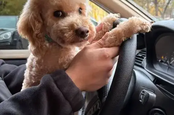 Собаки потеряшки, Калуга, фото: Потеряшка собака, Дорожная ул. 10, Калуга