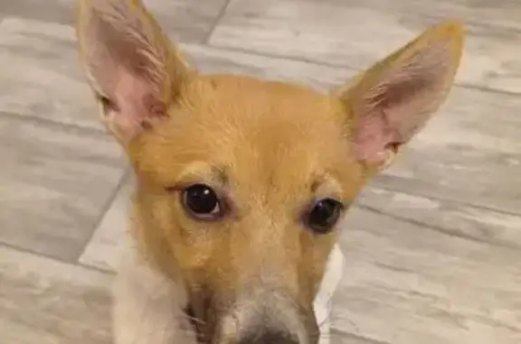 Собаки потеряшки, , фото: Потеряшка собака, Железнодорожная 165, Тамбов