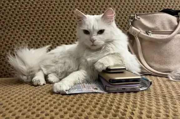 Кошки потеряшки, Каменка, фото: Потеряшка белая кошка, ул. Энтузиастов, 23