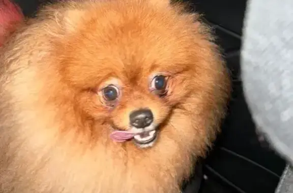 Найдена собака, Тверская область, фото: Собака найдена: Тверь, Тверская обл.