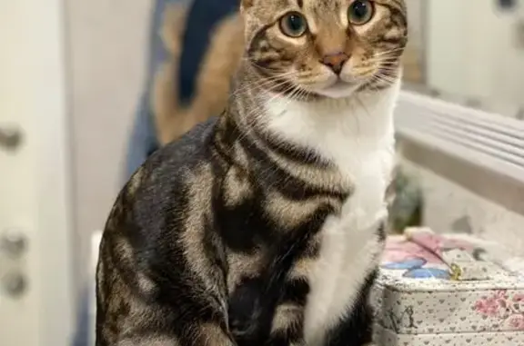 Пропала кошка в Шипулино, МО