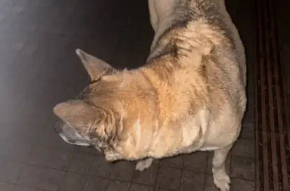 Собака найдена: Красноярск, Красноярский край