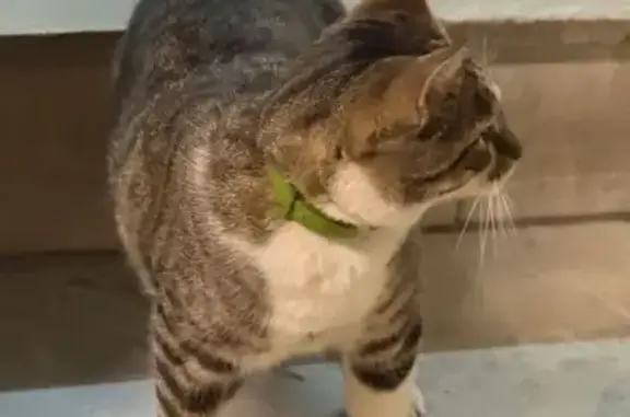 Кошка найдена: Цветочная ул. 6, СПб