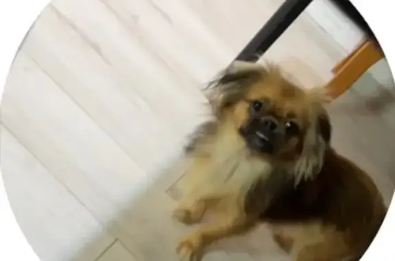 Пропала собака, Школьная ул., Петрово