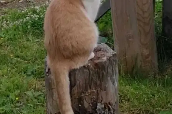 Кошки потеряшки, Санкт-Петербург, фото: Потеряшка кошка, Жени Егоровой 10 к1